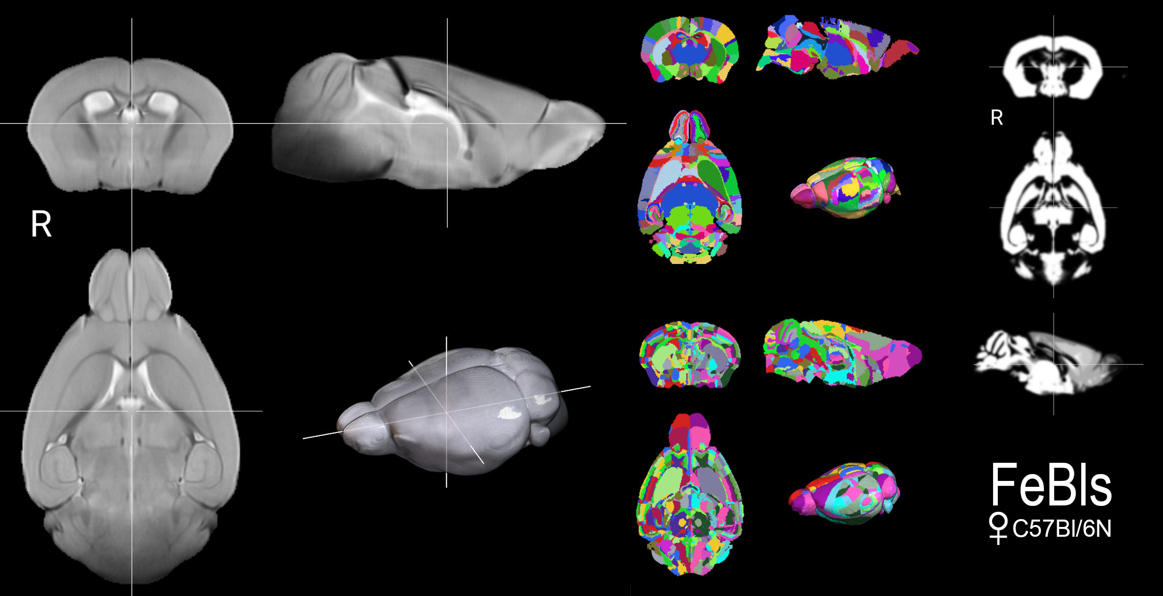 Multiple views of the FeBls mouse brain template