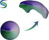 Shape Analysis Using SPHARM-PDM