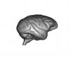 Volume rendering of T1-weighted INIA19 template image